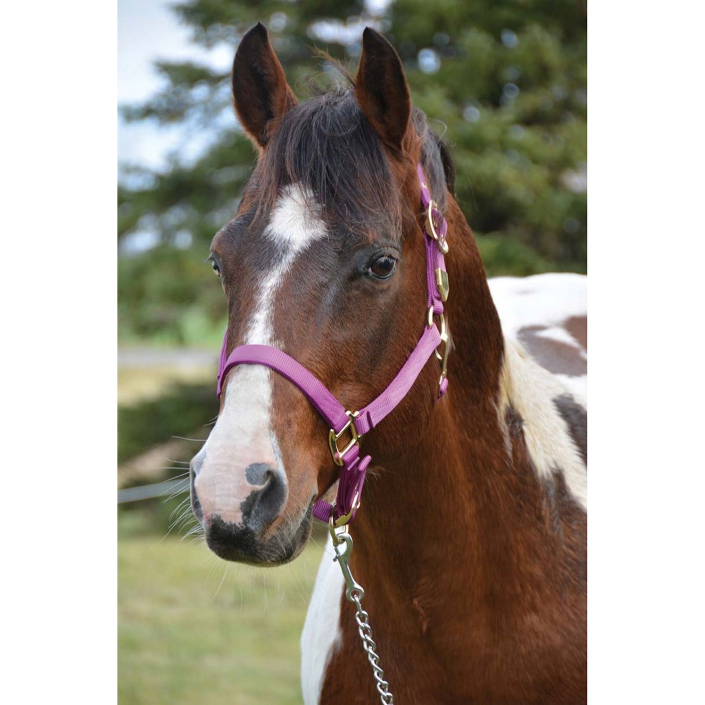 Western Rawhide Licou Petit Rouge