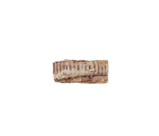 Gabo Trachee de boeuf 5-6"