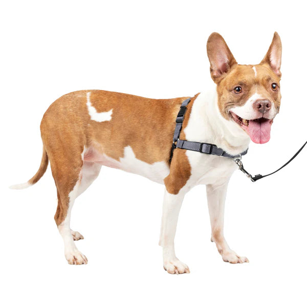 PetSafe Easy Walk Harnais Deluxe Gris Acier Moyen
