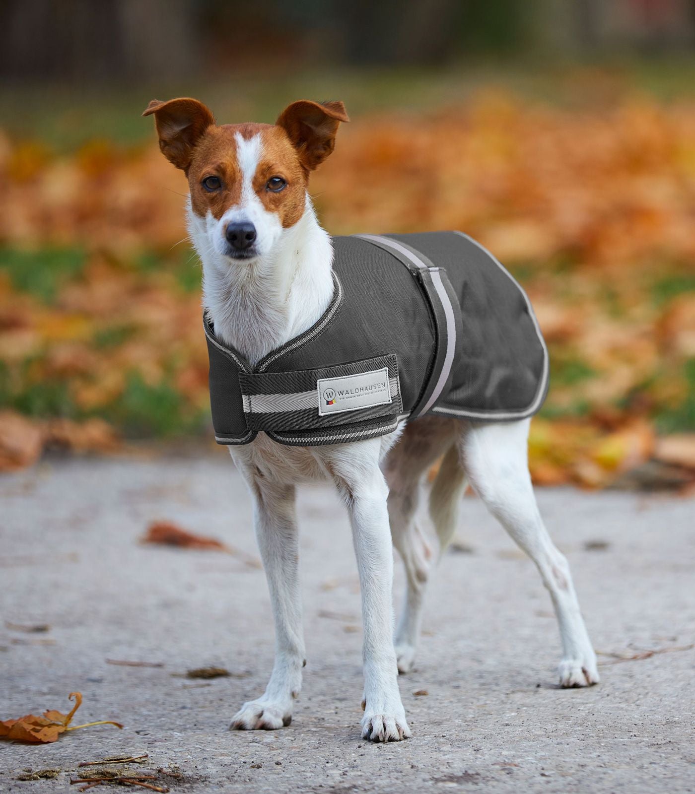 Waldhausen Manteau pour Chien Doublé Asphalte 14"
