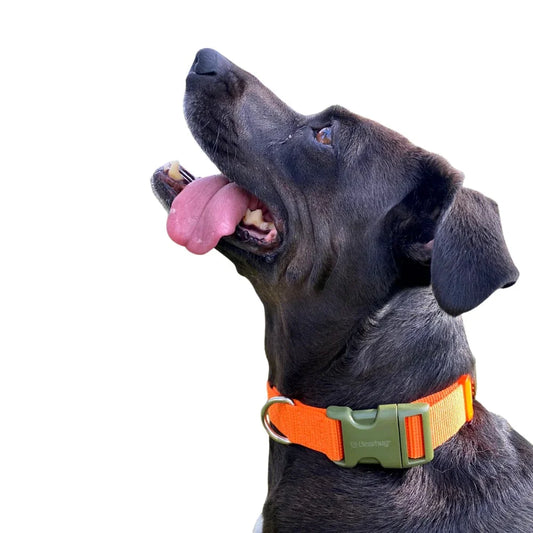 Bugi Collier Nylon Orange & Vert Militaire Grand