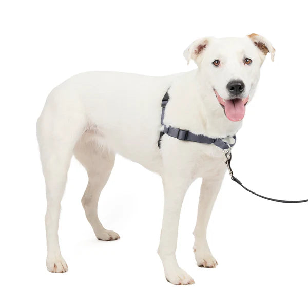 PetSafe Easy Walk Harnais Deluxe Gris Acier Moyen/Grand