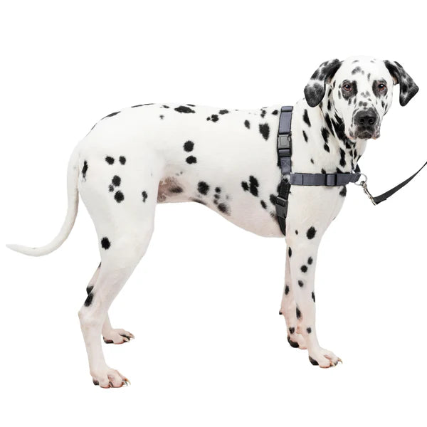 PetSafe Easy Walk Harnais Deluxe Gris Acier Grand