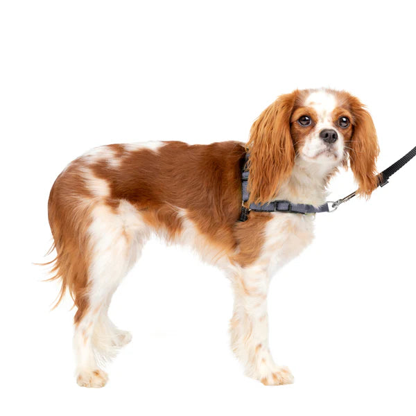 PetSafe Easy Walk Harnais Deluxe Gris Acier Petit